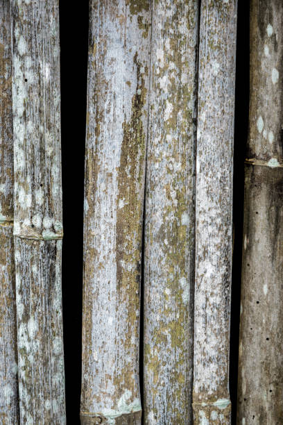Grunge bamboo wall with green-white mold stock photo