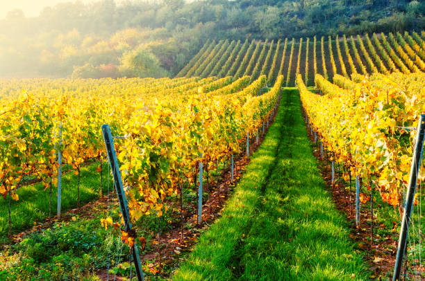 istock Sunny autumn vineyard in Germany 865352734