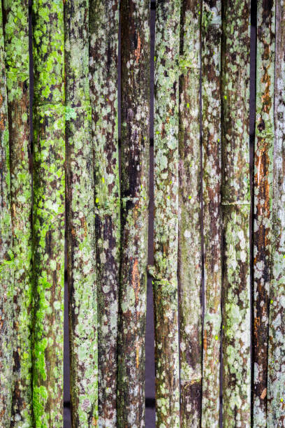 Grunge bamboo wall with green-white mold pattern texture and background