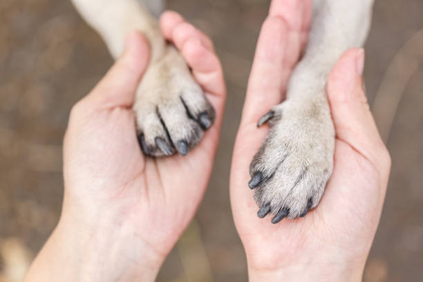 istock A top view on dogs paws in humans hands. Animal concept. 865356154
