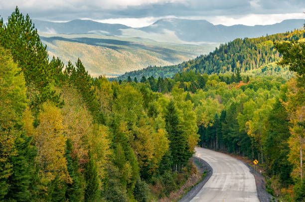 road and forest in gaspesie