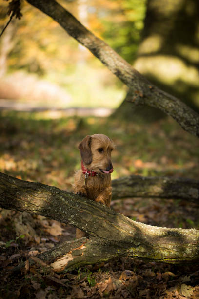 istock Small dog in the forest at autumn 865359794