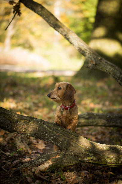 istock Small dog in the forest at autumn 865359998