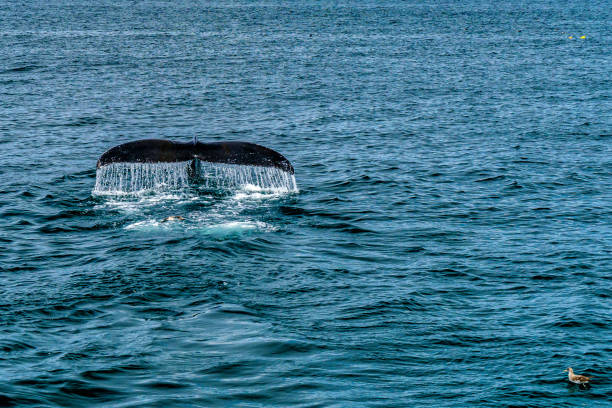istock Humpback Whale Provincetown, Cape Cod, Massachussetts, US 865360002