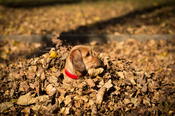 istock Small dog in the forest at autumn 865360340
