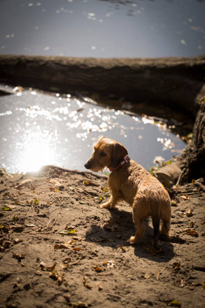 istock Small dog in the forest at autumn 865360852