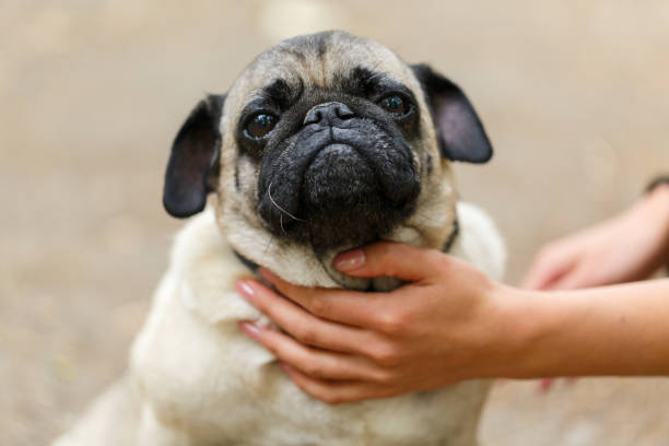 istock Beautiful cutie dog walking with owner outdoors. Pet concept. 865361732