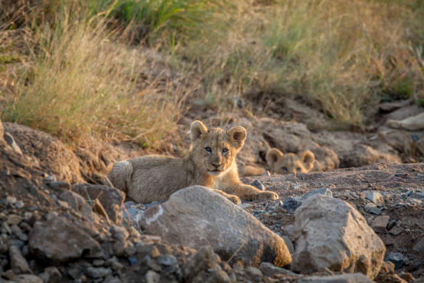 istock Two Lion cubs laying in a dry riverbed. 865363860