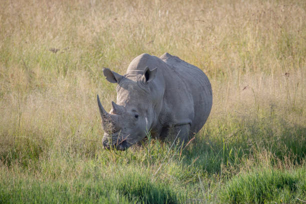 istock Big White rhino bull standing in the grass. 865363862