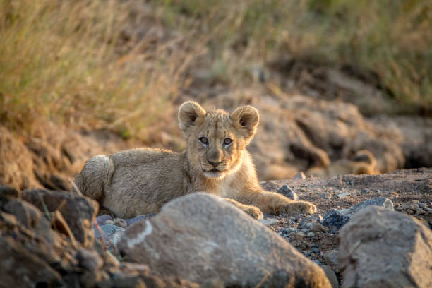istock Lion cub laying in a dry riverbed. 865365994