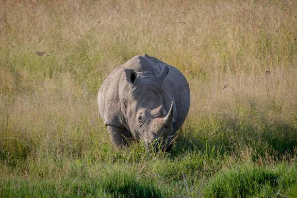 istock Big White rhino bull standing in the grass. 865366082