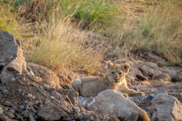istock Lion cub laying in a dry riverbed. 865366090