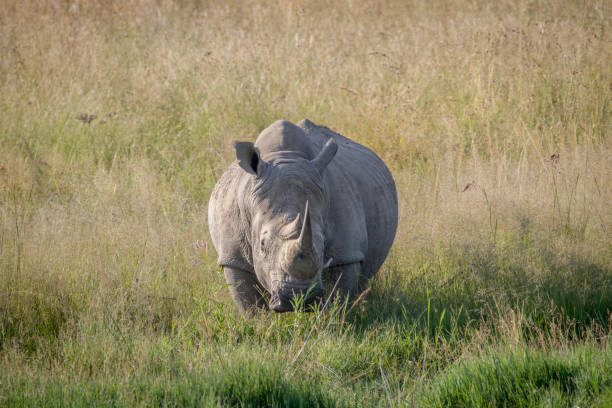 istock Big White rhino bull standing in the grass. 865366102