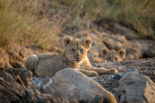 istock Two Lion cubs laying in a dry riverbed. 865366308