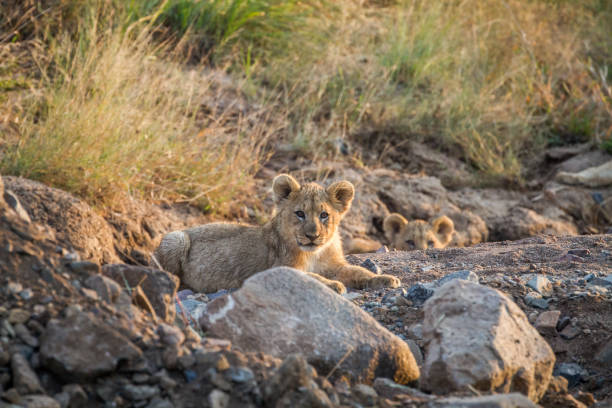 istock Two Lion cubs laying in a dry riverbed. 865366320