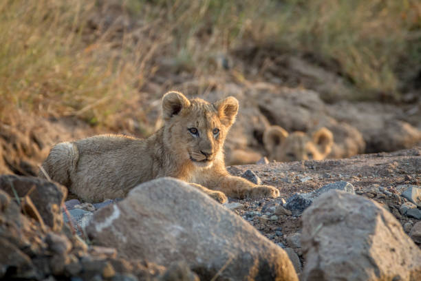 istock Two Lion cubs laying in a dry riverbed. 865366384