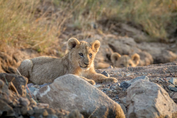 istock Two Lion cubs laying in a dry riverbed. 865366404
