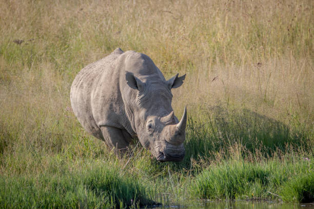 istock White rhino bull standing in the grass by the water. 865366412
