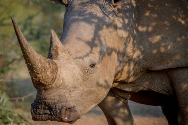 istock Side profile of a White rhino. 865366508