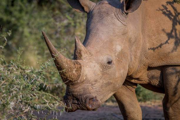 istock Side profile of a White rhino. 865366524
