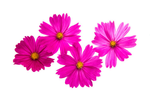 istock Flower of the Cosmos isolated 865366824