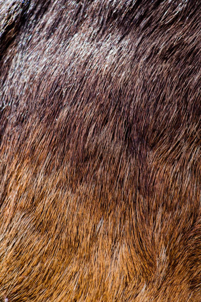 istock Decorative animal  fur as a background 865370198