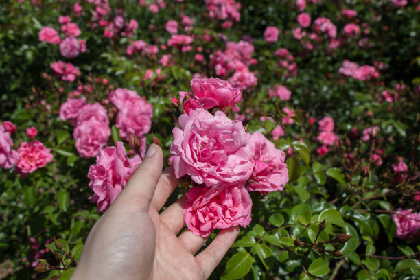 istock Beautiful colorful Rose Flower in hand 865370544