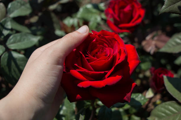 istock Beautiful fresh roses in close up view 865371252