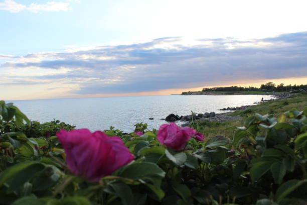istock The beautiful Danish landscape 865374140