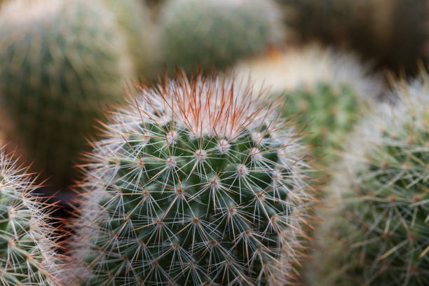istock Close up cactus plants in garden 865374480