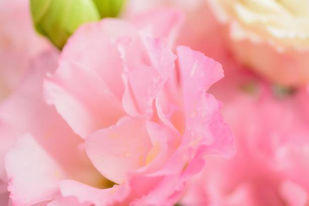 istock Macro texture of Pink Rose petals with water droplets 865375126