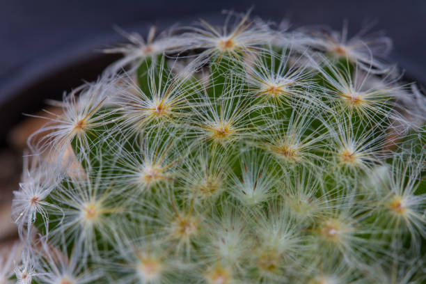 istock Close up cactus plants in garden 865375148