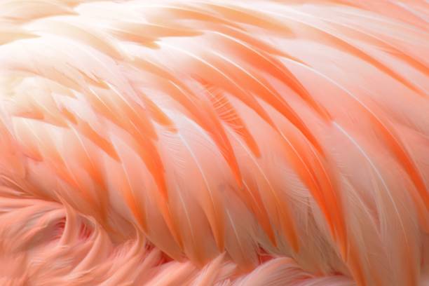 makro-textur der flamingo vogelfedern - feather white macro bird stock-fotos und bilder