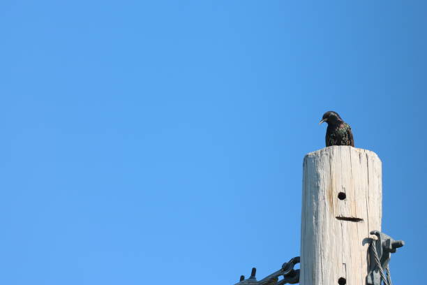 istock European Starling on a Telephone Pole 865375358