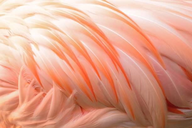 makro-textur der coorful flamingo vogelfedern - feather white macro bird stock-fotos und bilder