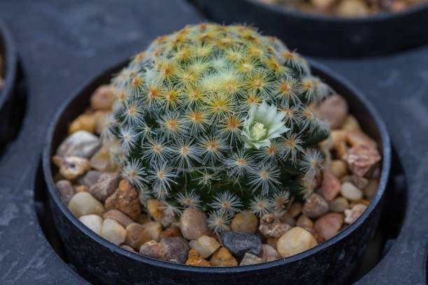 istock Close up cactus plants in garden 865375418