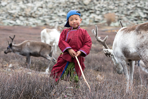 Little tsaatan boy in traditional Mongolian nomad outfit posing with his family's reindeer. Khuvsgol, Mongolia.
