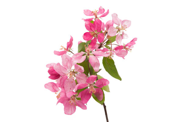 istock branch with flowers of apple-tree isolated 865381518