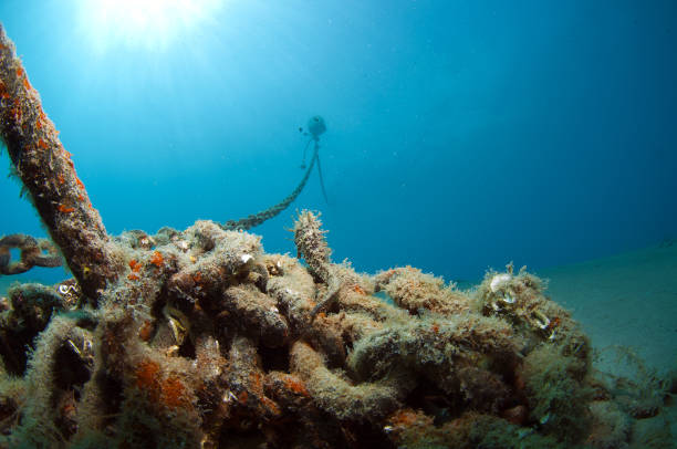 istock Here it is where you hide the seahorse 865381956