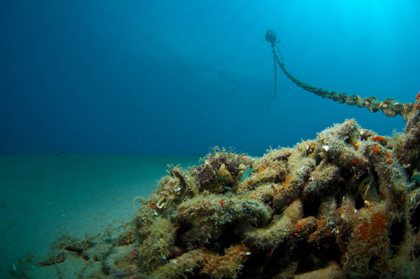 istock Here it is where you hide the seahorse 865381958