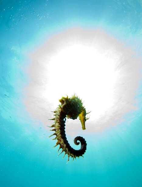istock Here it is where you hide the seahorse 865382006