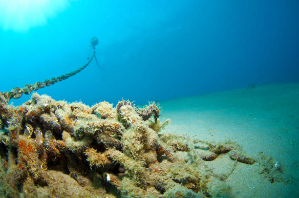 istock Here it is where you hide the seahorse 865382068