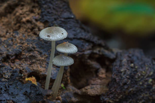 istock mushrooms growing on a live tree in the forest 865382088