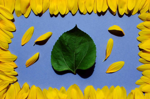 istock Sunflower petals on lilac background. 865382264