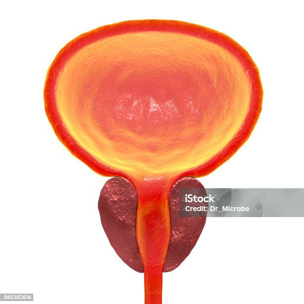 Normal Prostate Gland Stock Photo - Download Image Now - Anatomy, Prostate Gland, Anatomical Model