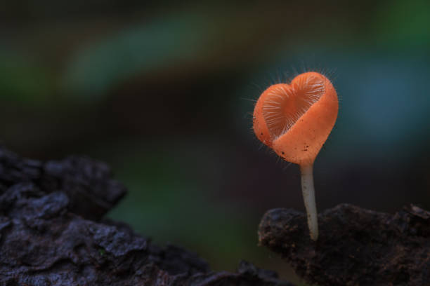 istock Cookeina tricholoma in rainforest 865382800