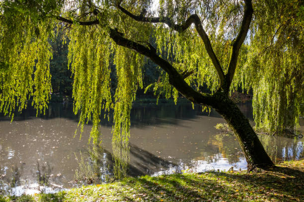 istock autumn colors in the park 865388860