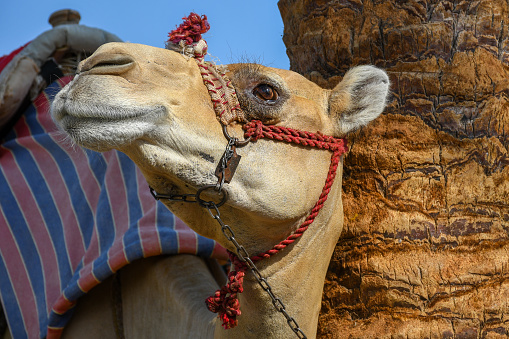A close portrait of two majestic camels sitting on the dune in Dubai.