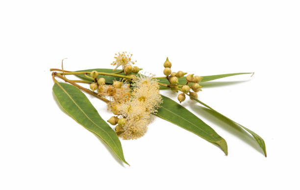istock Gum leaves and blossoms 865389368