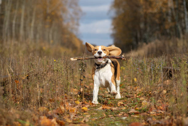 istock Beagle dog playing with a stick in the autumn forest 865393208